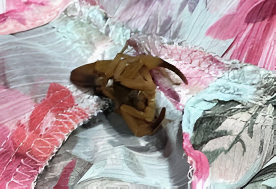 Uma jovem de 20 anos foi picada por um escorpião enquanto experimentava roupas em um provador da loja Zara,