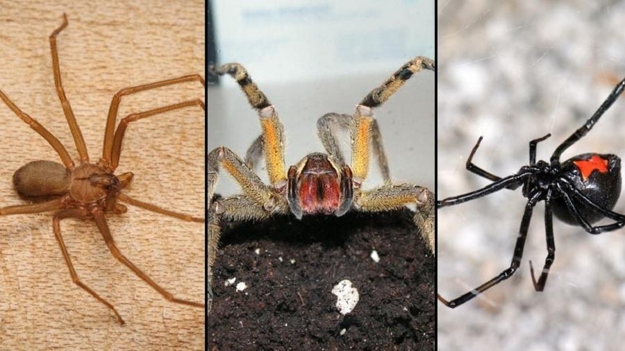 As Aranhas Mais Perigosas do Brasil