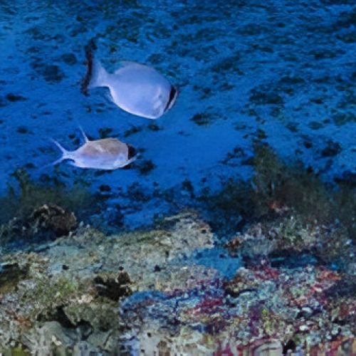 Amazônia e Berços de Corais: Riquezas Ameaçadas