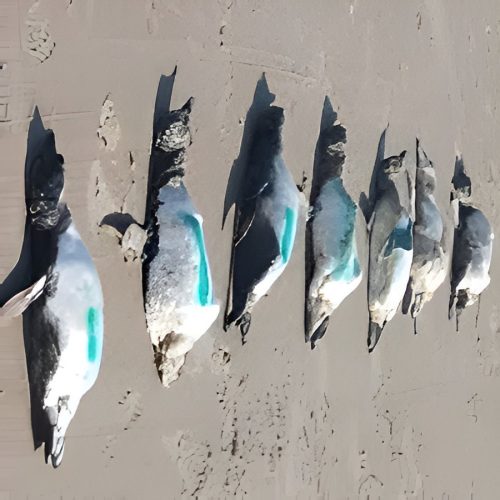 Pinguins mortos litoral SP têm chamado atenção de ambientalistas, pesquisadores e moradores.