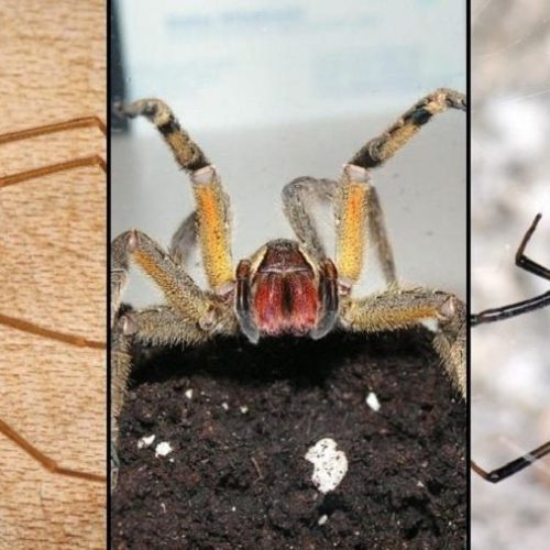 As Aranhas Mais Perigosas do Brasil